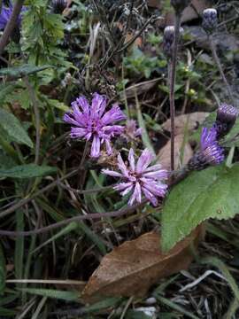 صورة Vernonia greggii A. Gray