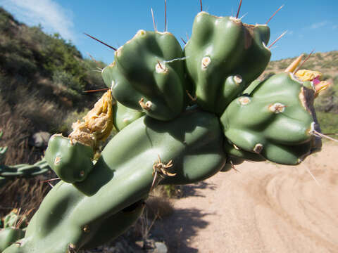 Image of Thornber's buckhorn cholla