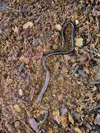 Image of Cienega Colorado Worm Salamander