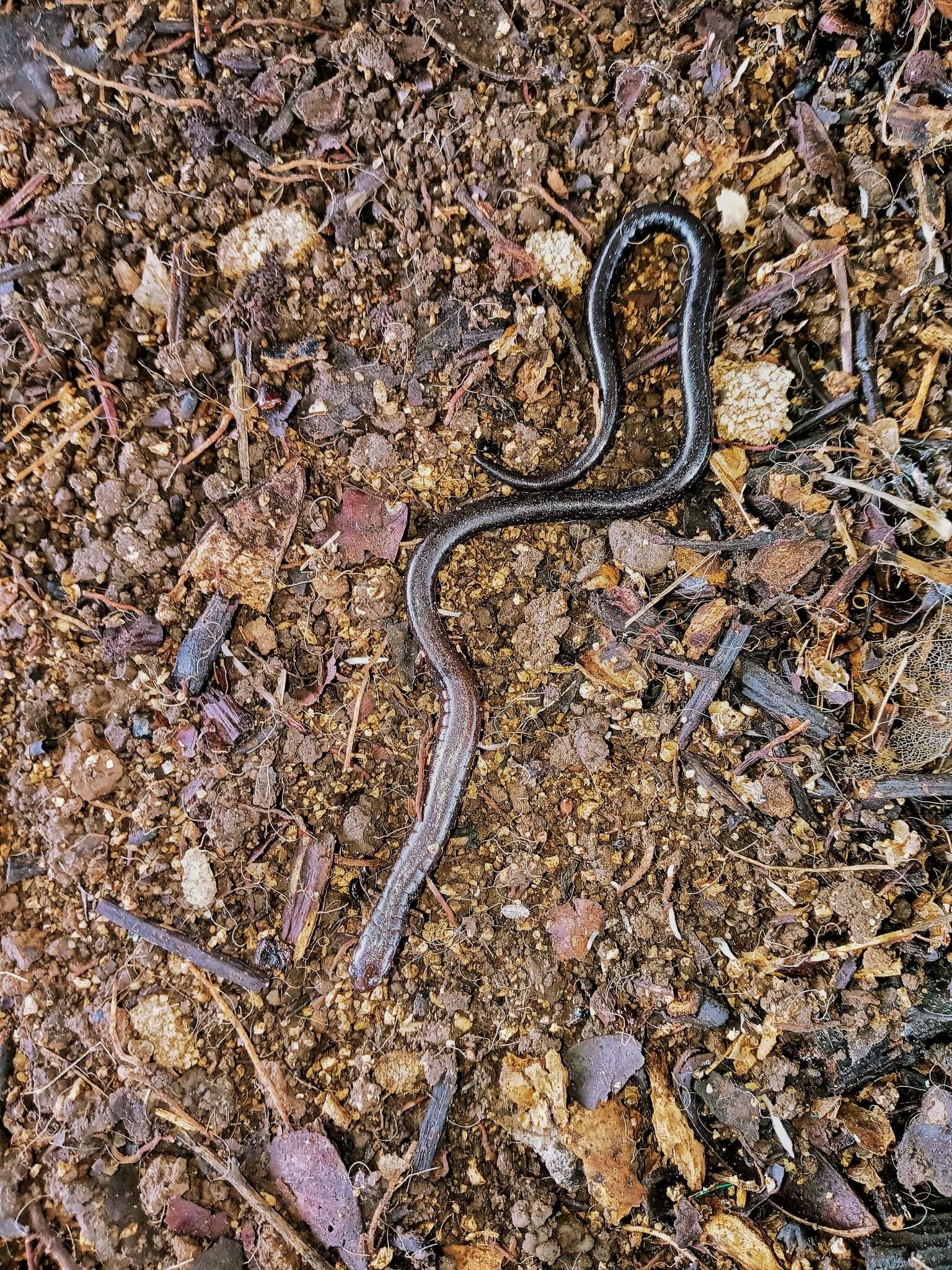 Image of Cienega Colorado Worm Salamander