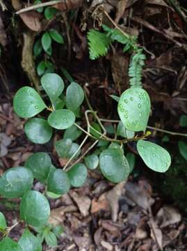 Слика од Ficus deltoidea Jack