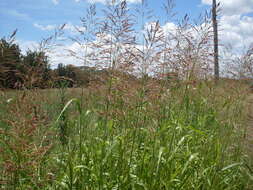 Image of Johnson grass