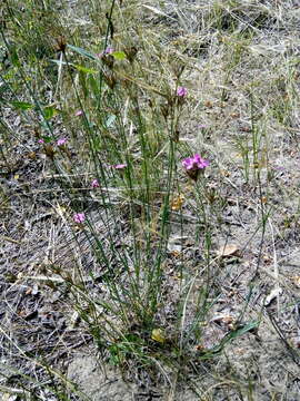 صورة Dianthus borbasii Vandas