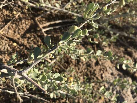 Image of Nitraria retusa (Forsk.) Aschers.