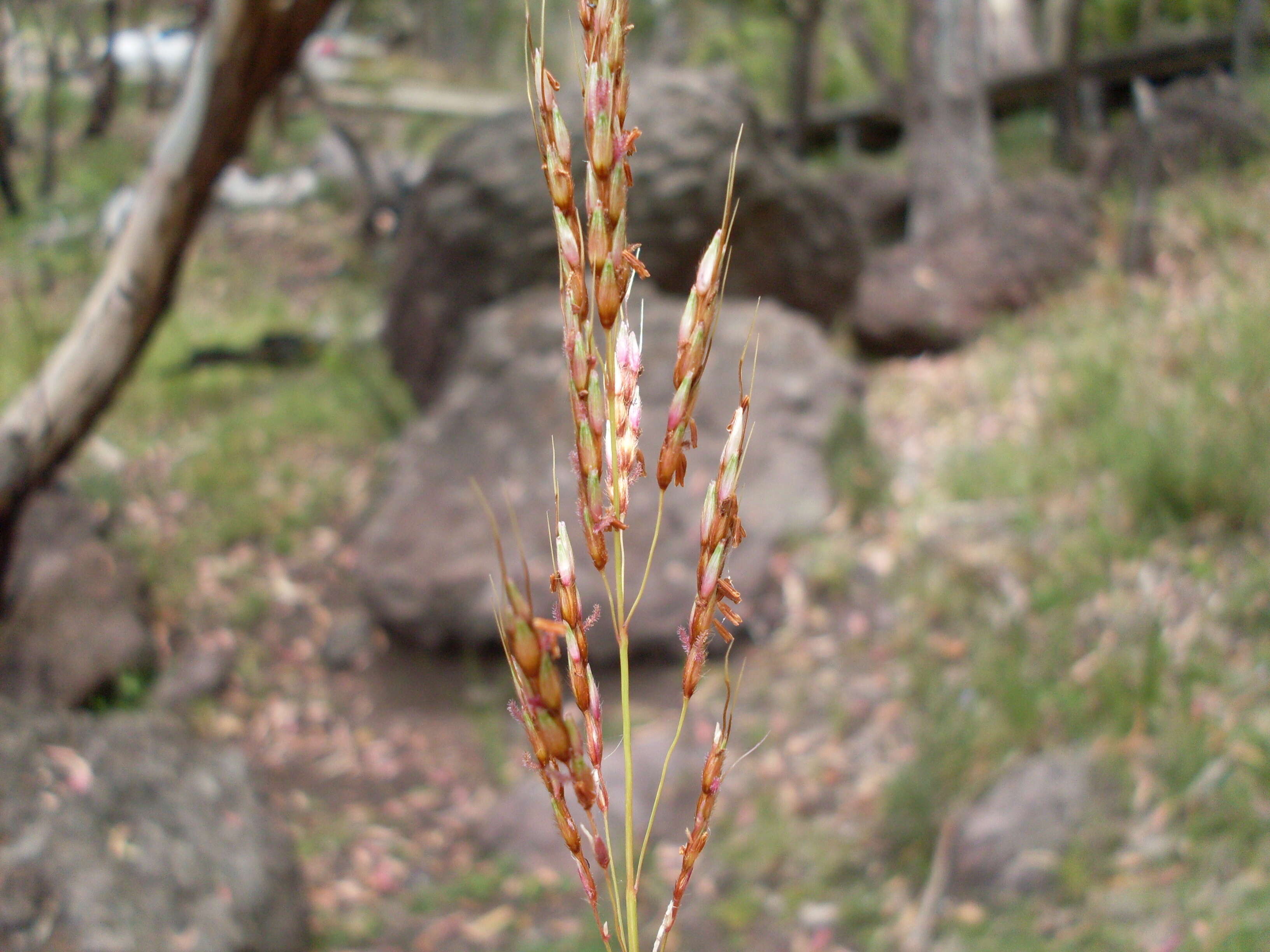 Image of Johnson grass