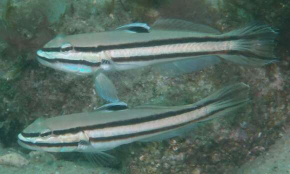 Image of Twostripe goby