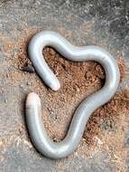 Image of Reticulate Worm Snake