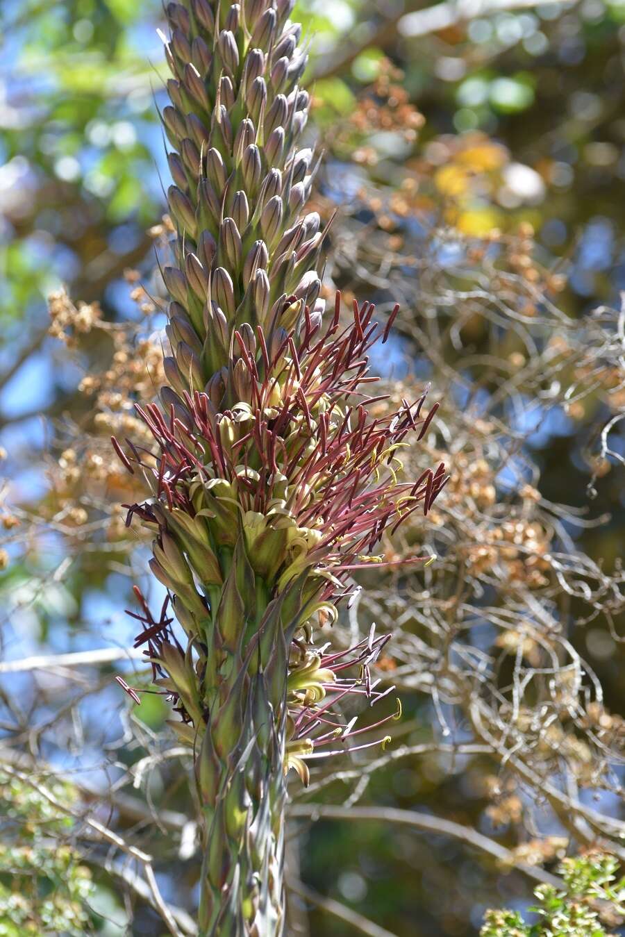 Image of Agave warelliana De Smet ex T. Moore & Mast.