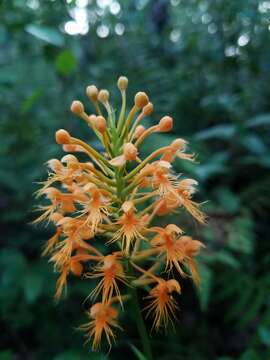 Image of Chapman's Fringed Orchid