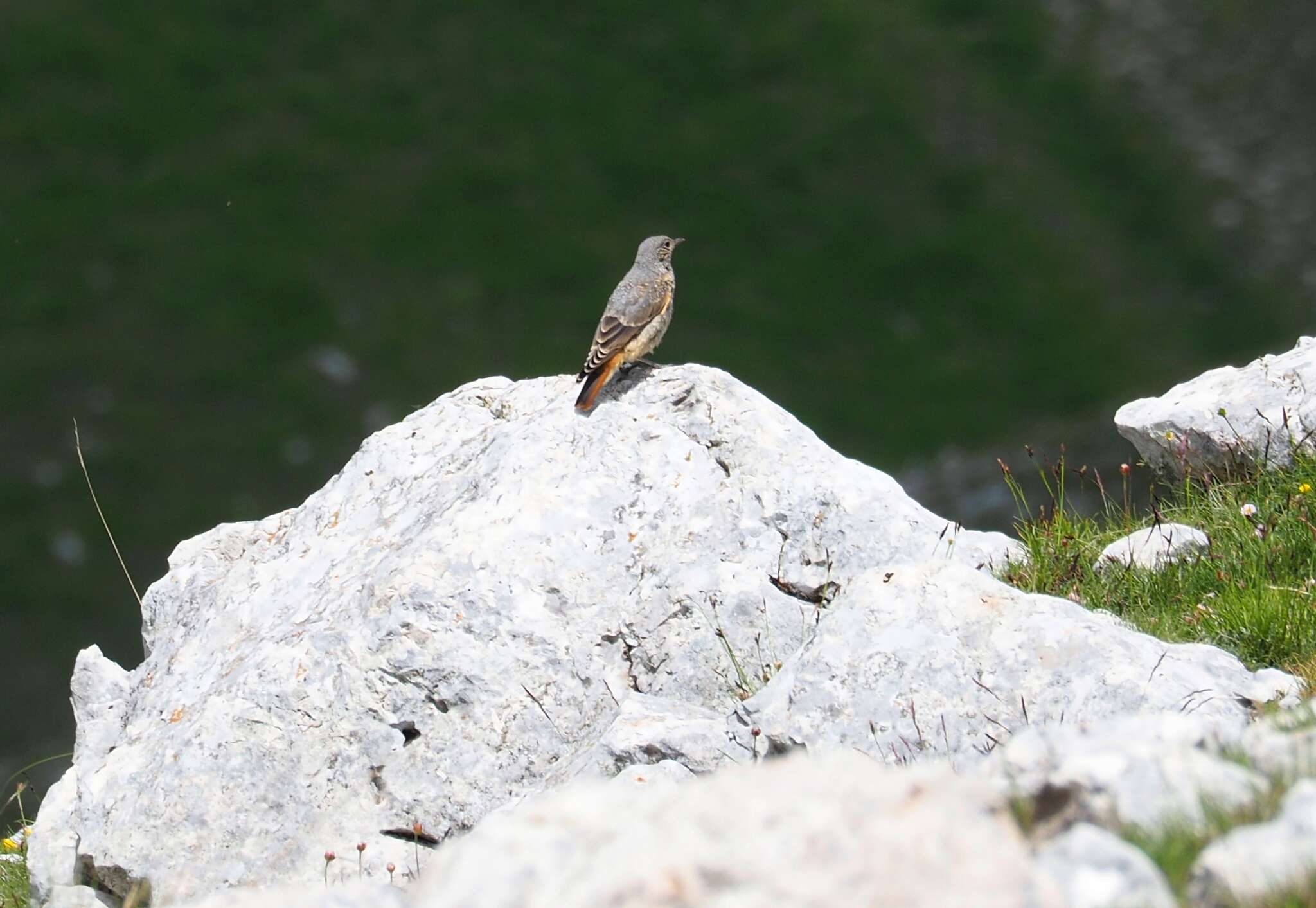 Plancia ëd Monticola saxatilis (Linnaeus 1766)