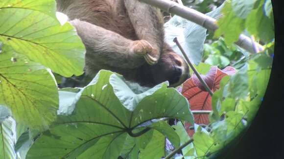 Image of Brown-throated Three-toed Sloth