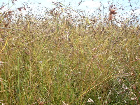 Plancia ëd Themeda triandra Forssk.