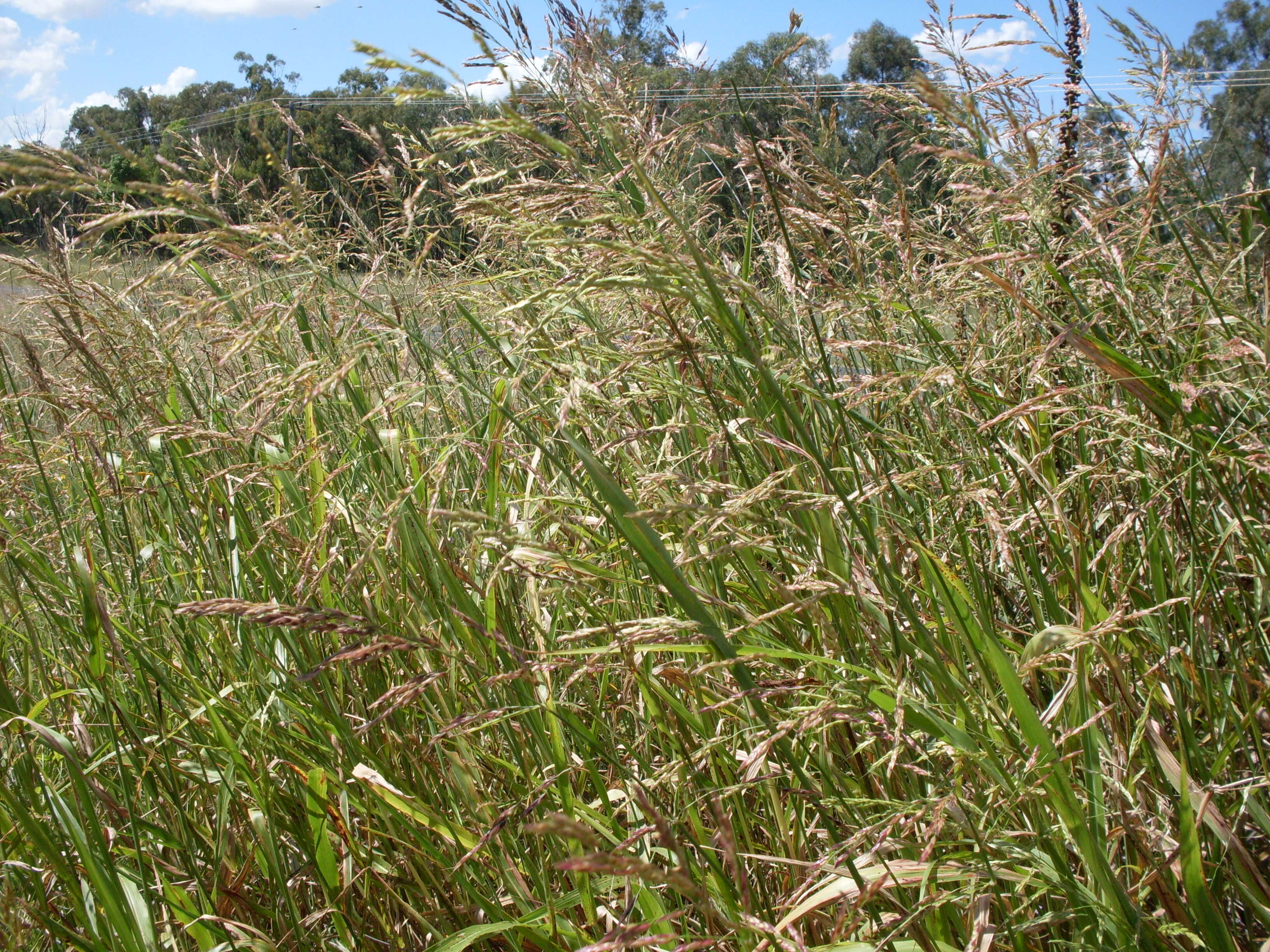 Image of Johnson grass