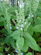 Sivun Scutellaria ovata subsp. bracteata (Benth.) Epling kuva