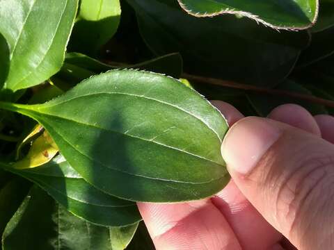 Image of Tuberaria globulariifolia (Lam.) Willk.