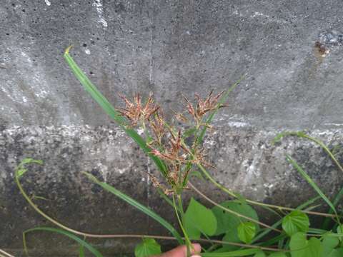 Image of nutgrass