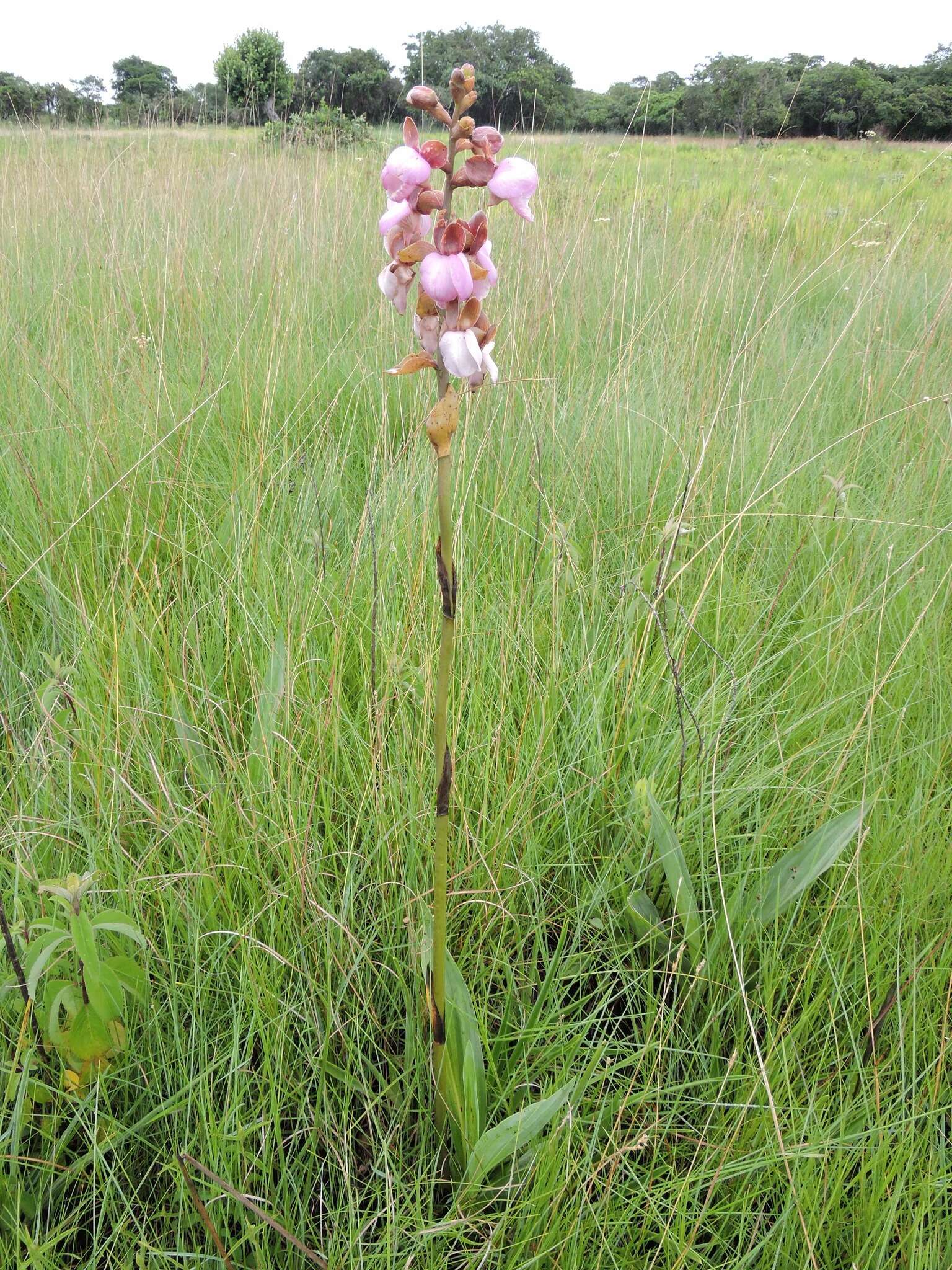 Image of Eulophia latilabris Summerh.