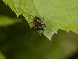 Image of Heliophanus auratus C. L. Koch 1835