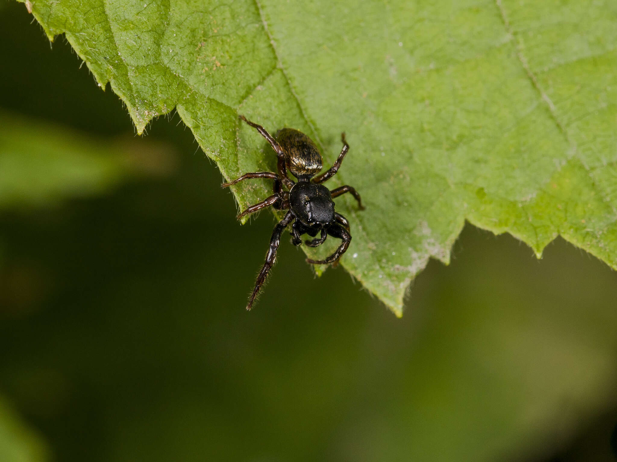 Image of Heliophanus auratus C. L. Koch 1835