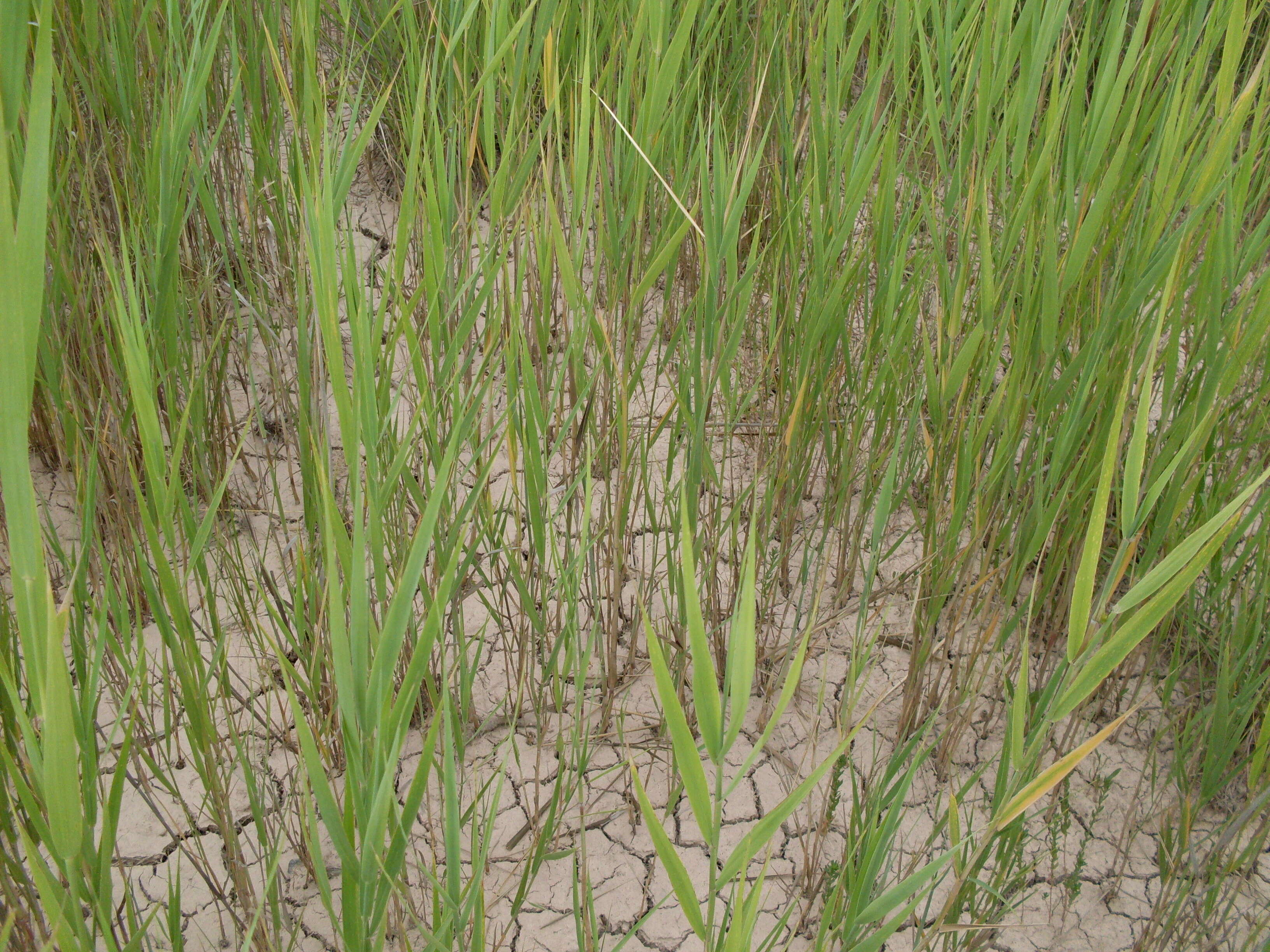 Image of common reed