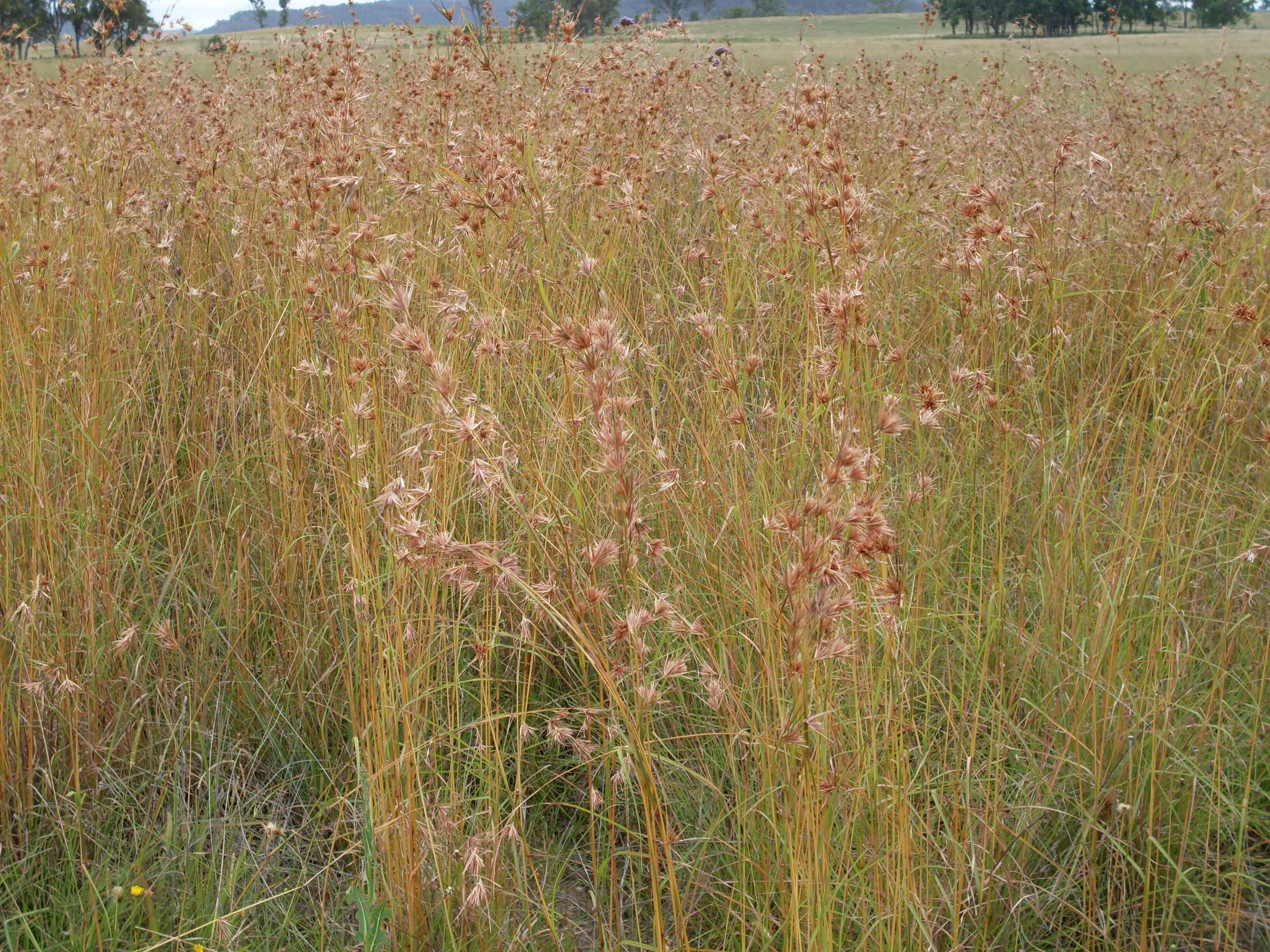 Image of Red grass