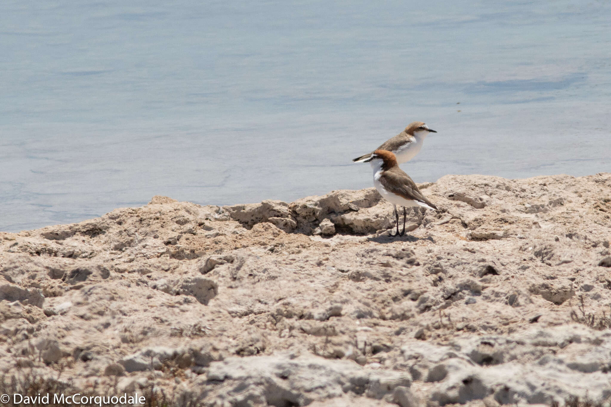 Image of Red-capped Dotterel