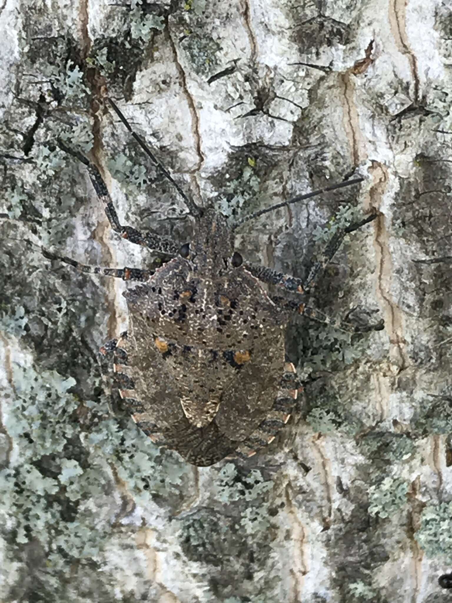 Image of Four-humped Stink Bug