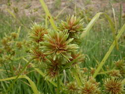 Image of Tall flatsedge