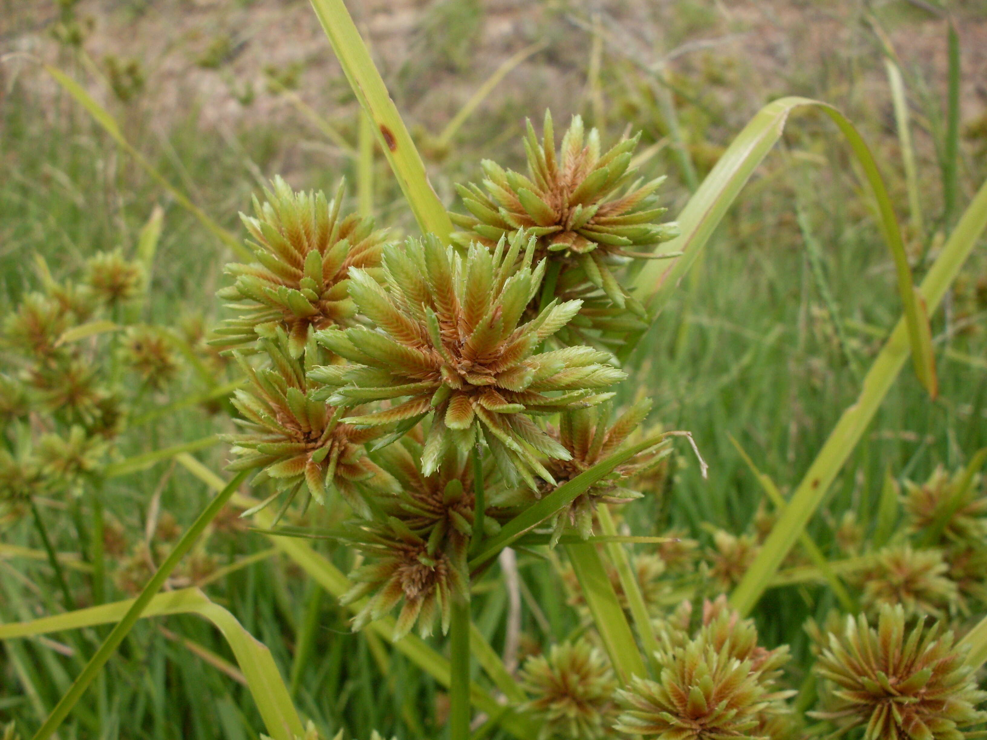 Image of Tall flatsedge