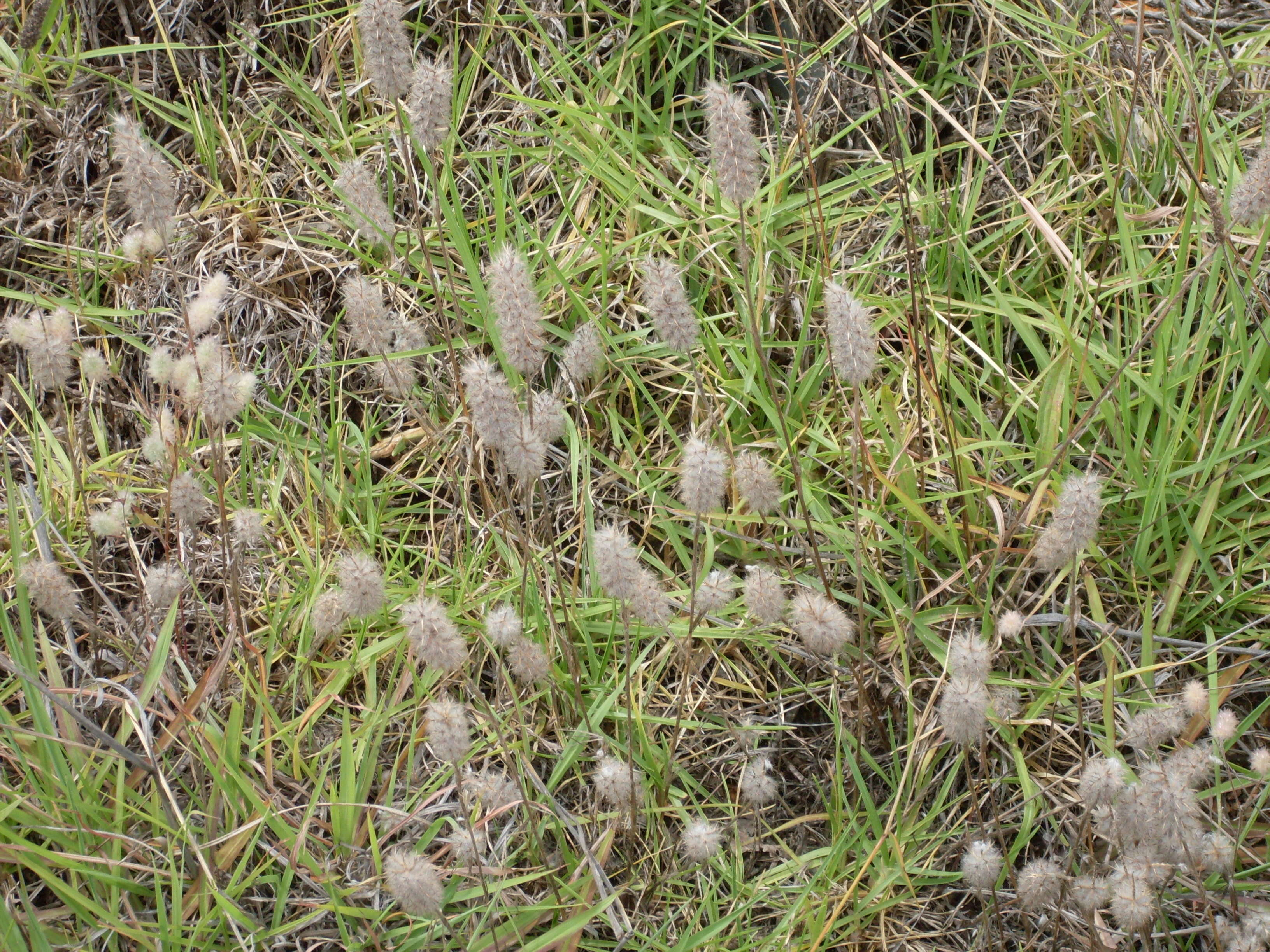 Image of Narrow Clover