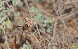 Image of Leptochilus fortunatus Blüthgen 1958