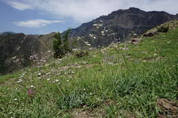 Plancia ëd Gypsophila acutifolia Fisch.