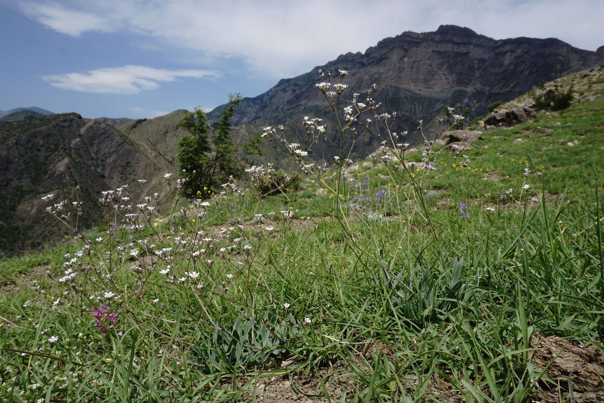 صورة Gypsophila acutifolia Fisch.