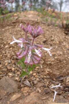 Image of Syncolostemon pretoriae (Gürke) D. F. Otieno