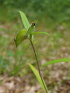 Image of whitemouth dayflower