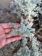 Image of beach wormwood