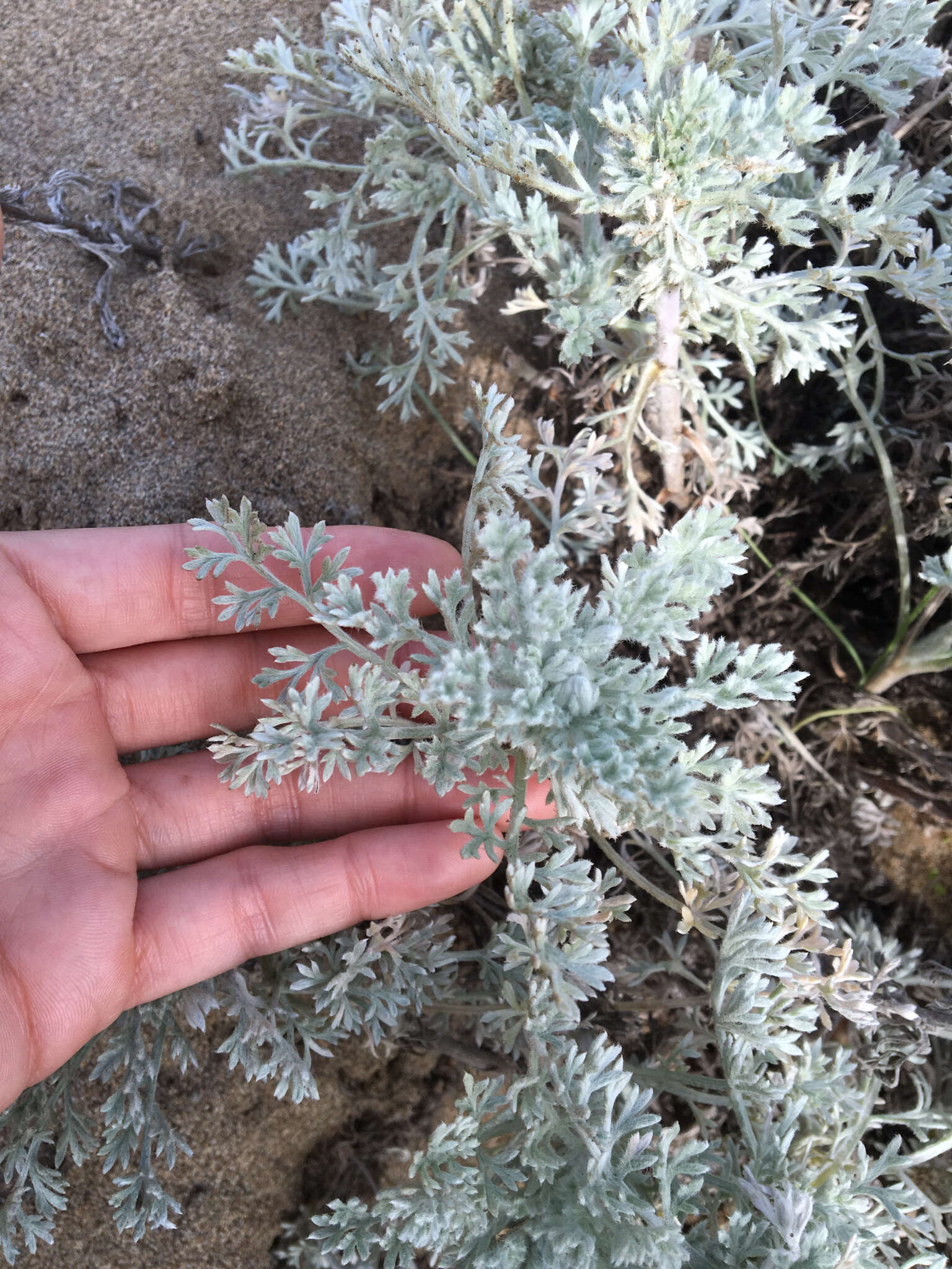 Image of beach wormwood