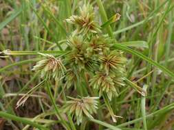 Image of Tall flatsedge