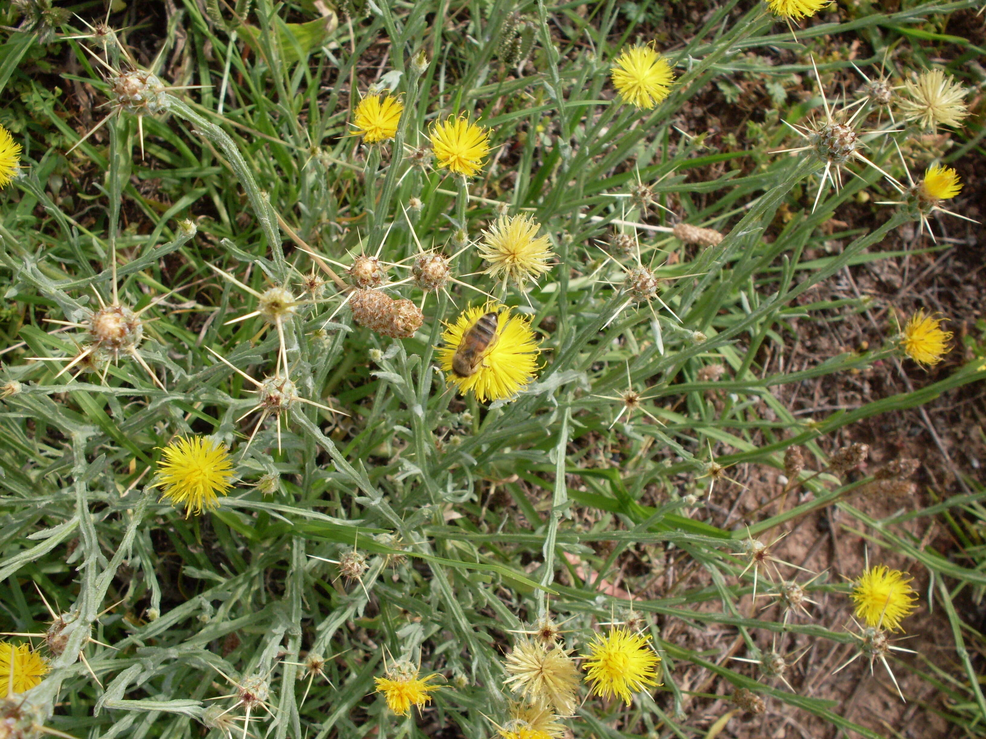 Image of yellow star-thistle