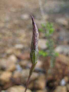 Image of Thelymitra speciosa Jeanes