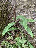 Image of blackstem spleenwort