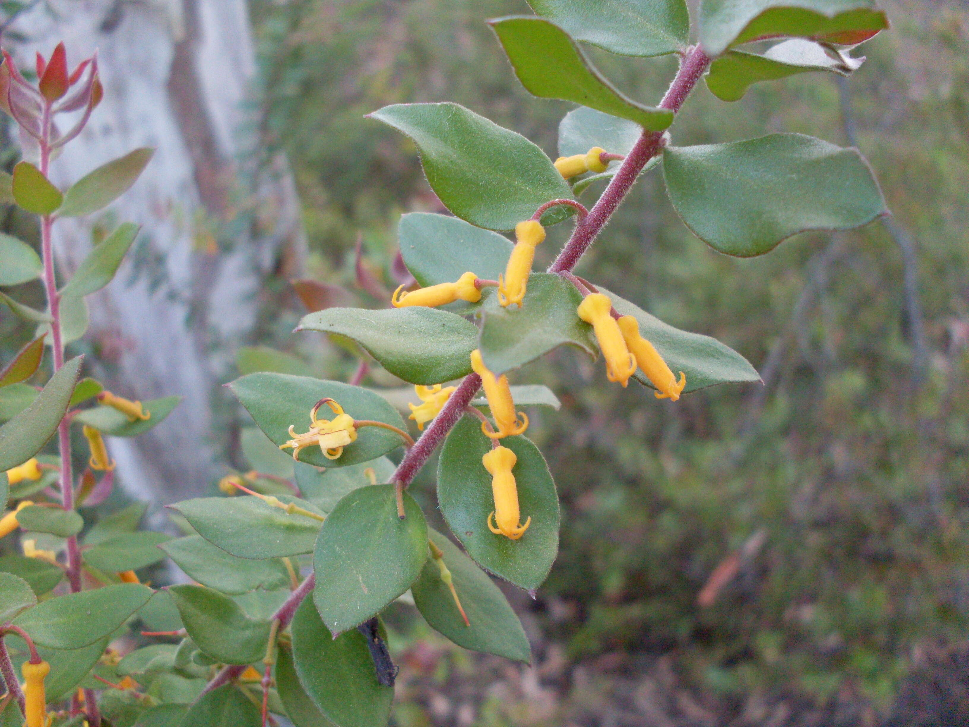 Plancia ëd Persoonia oblongata A. Cunn. ex R. Br.