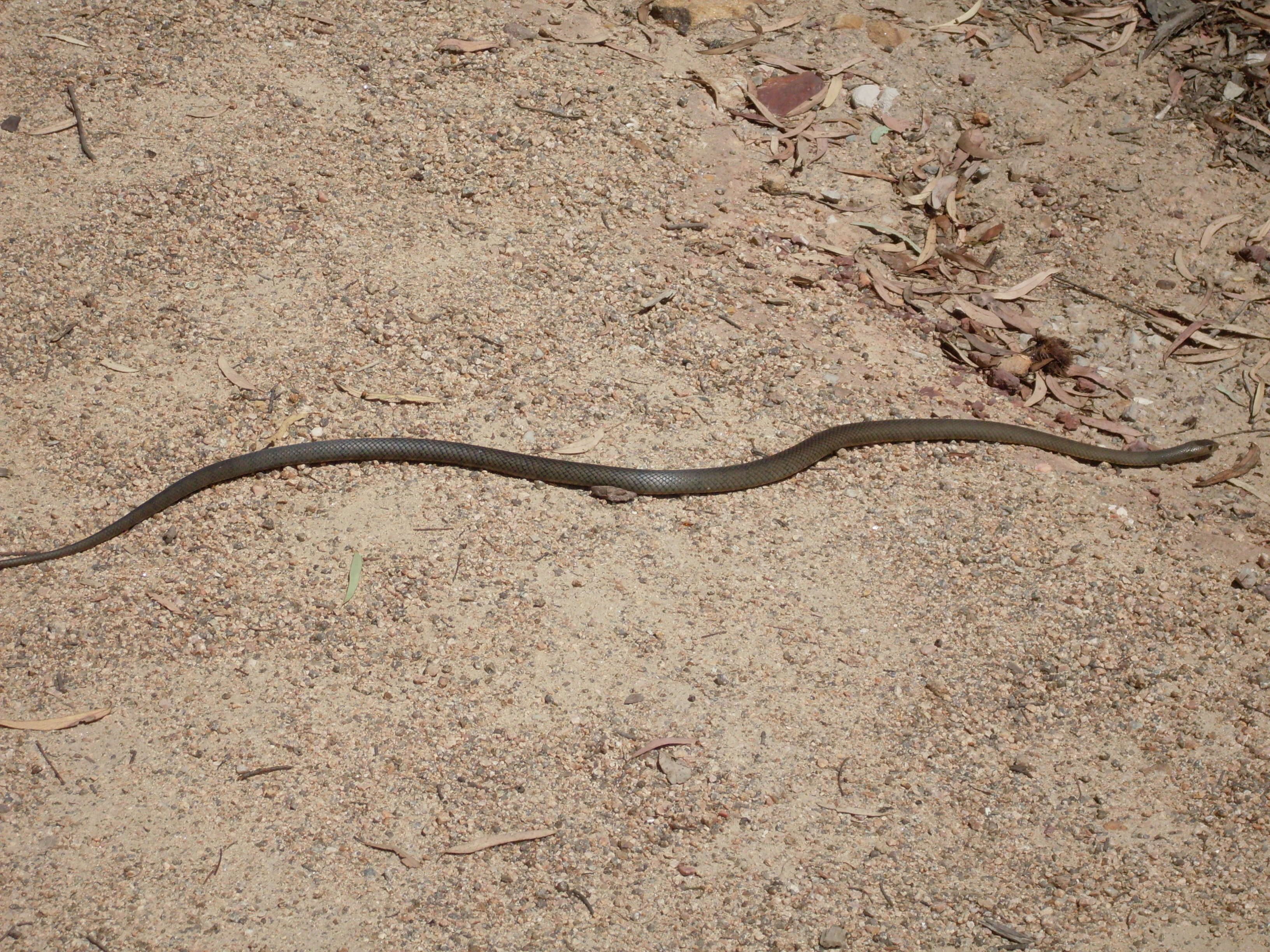 Image of Eastern brown snake