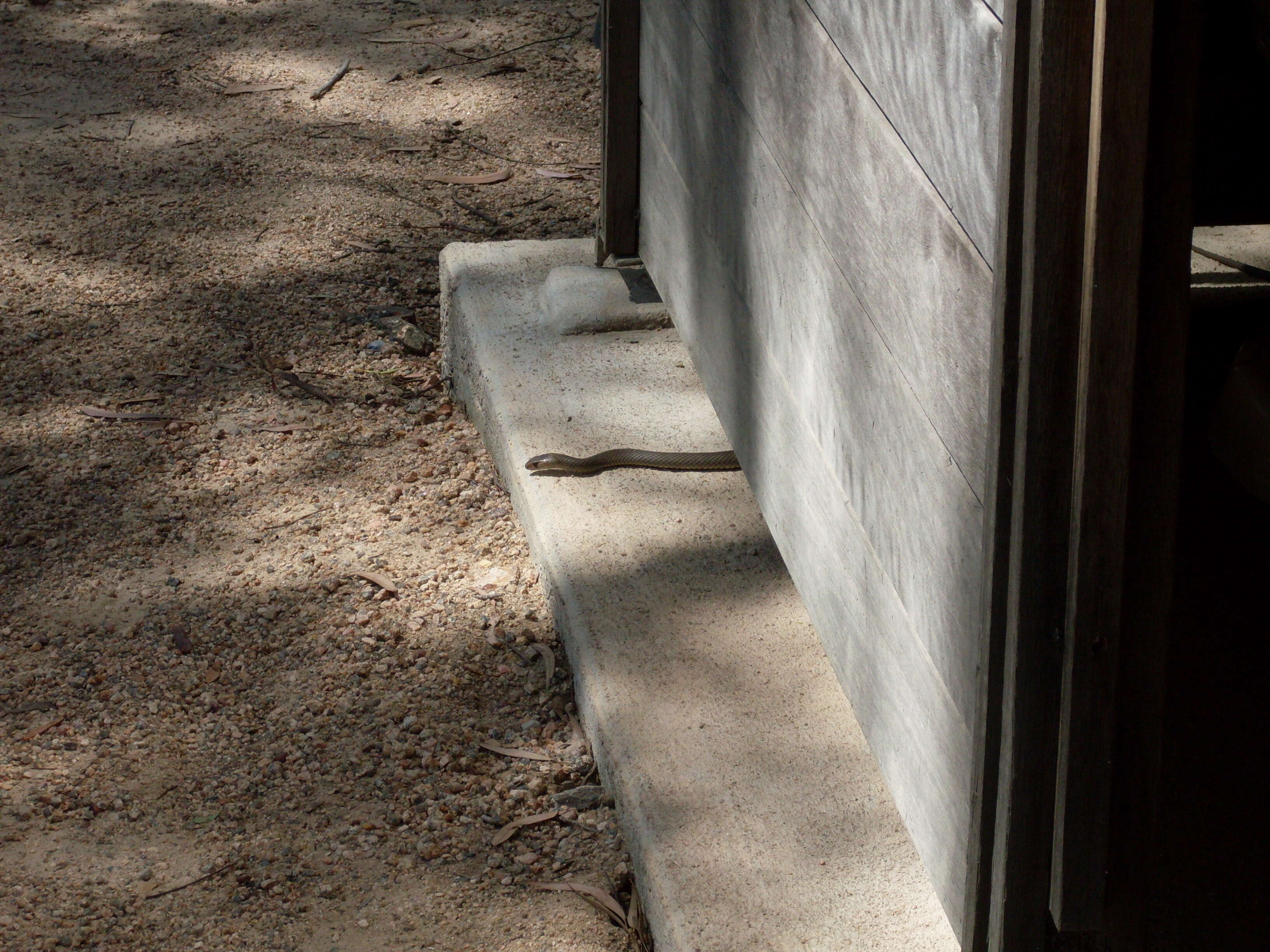 Image of Eastern brown snake