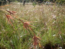 Image of Red grass