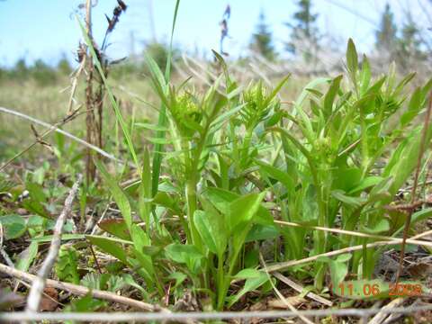 Image of marsh valerian