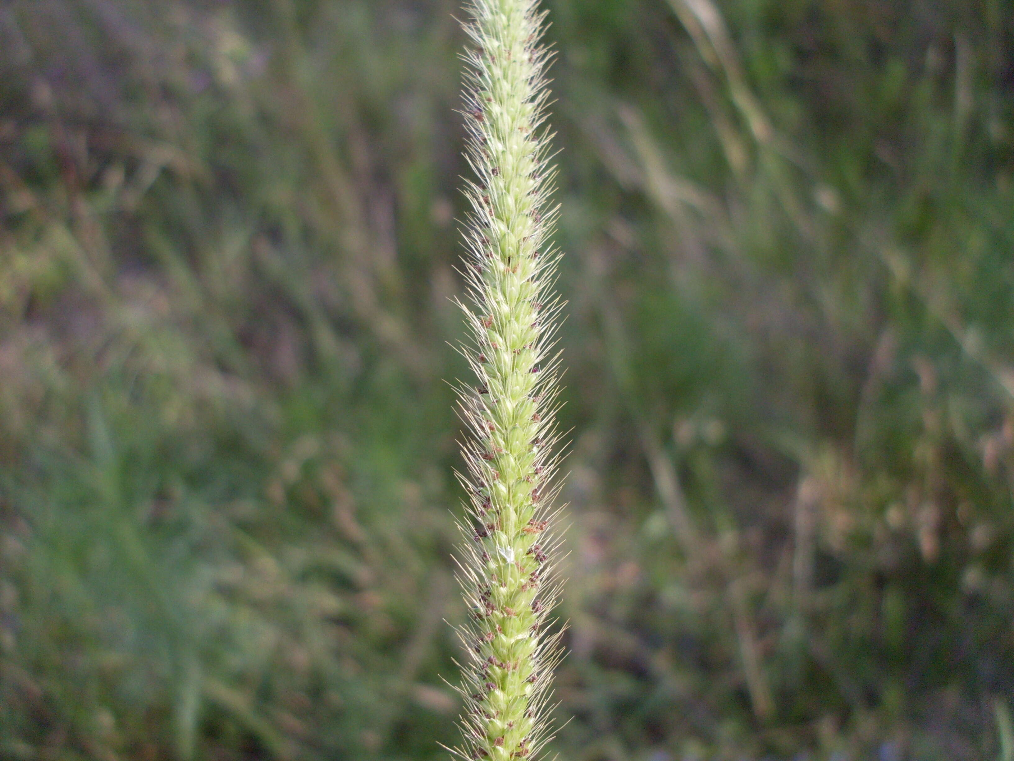 Image de Setaria parviflora (Poir.) Kerguélen