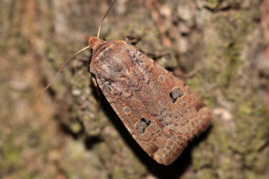 Image of red-headed chestnut