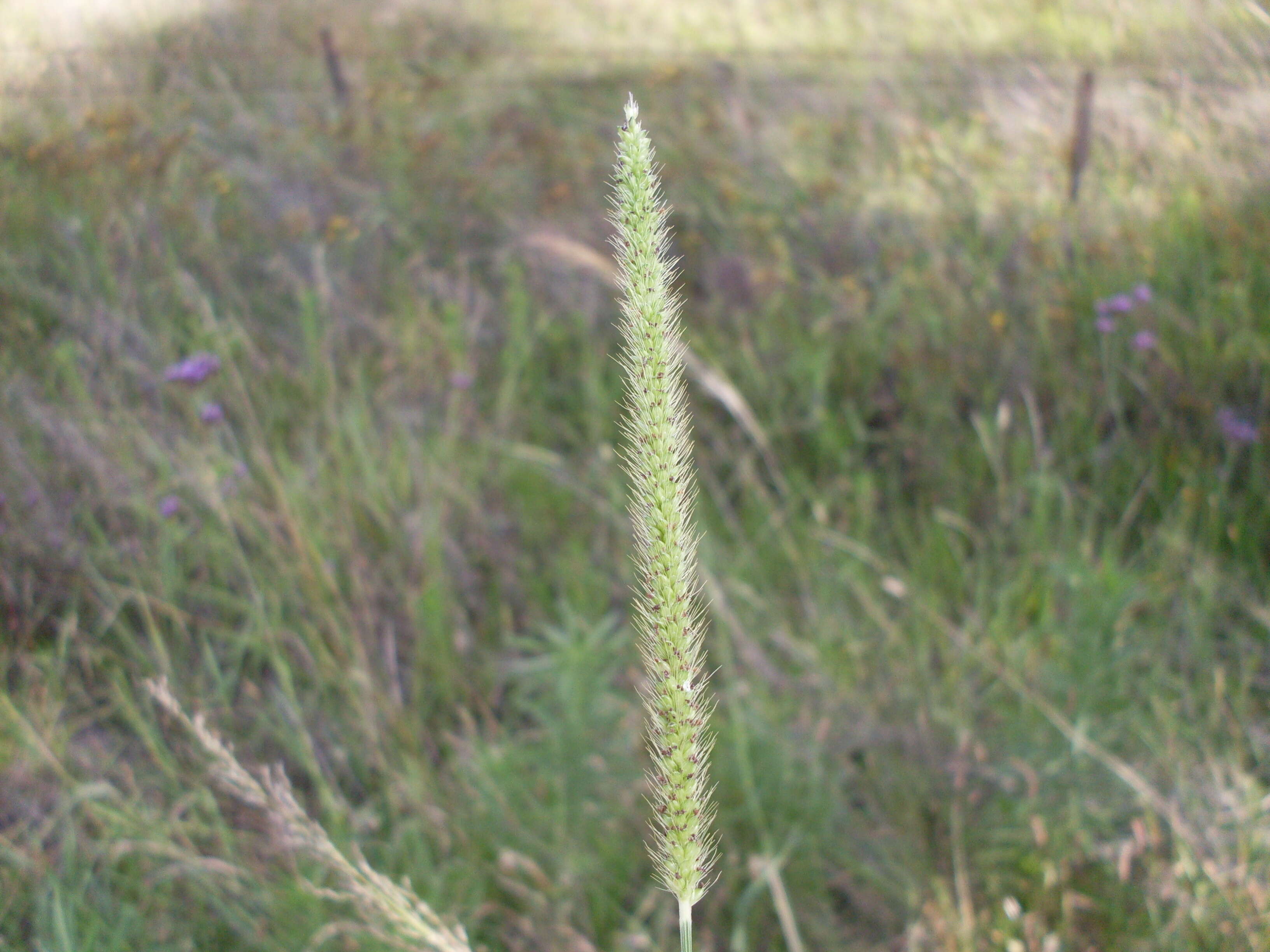 Image de Setaria parviflora (Poir.) Kerguélen