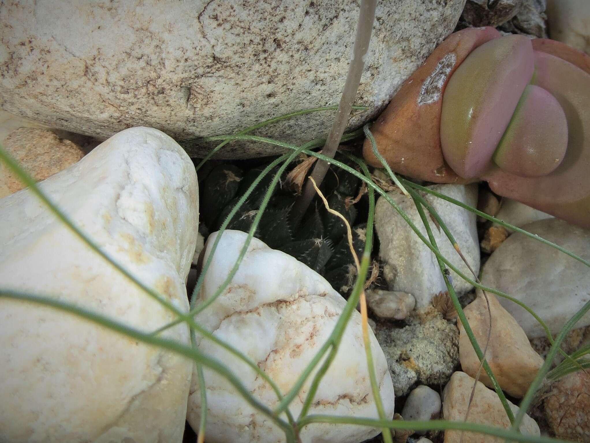 Image of Cederberg haworthia